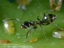 Photo of a small balck-colored ant.
